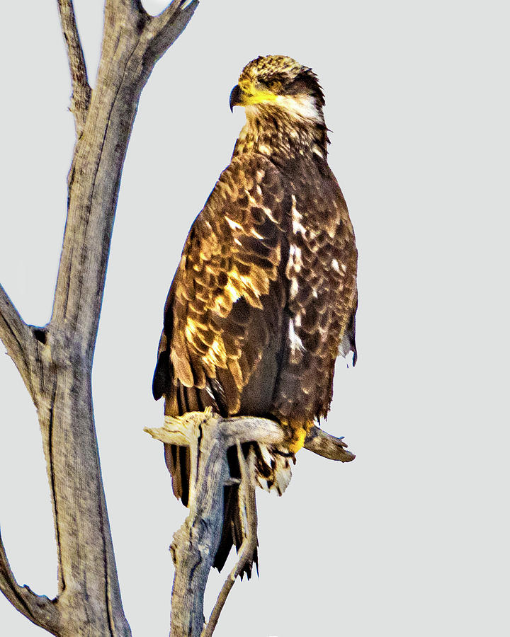 Bald Eagle Photograph by Norman Hall - Fine Art America