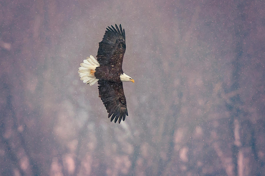 Bald Eagle #7 Photograph by Peter Lakomy