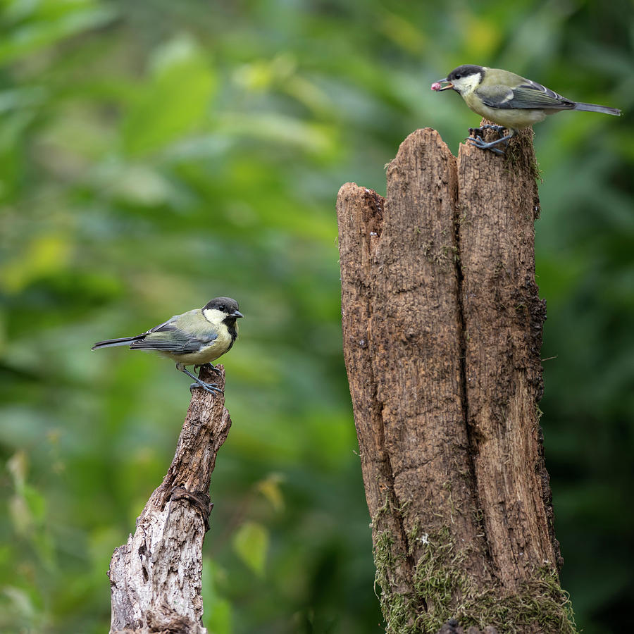 Beautiful Great Tit bird Parus Major on tree stump in forest lan #7  Photograph by Matthew Gibson - Pixels