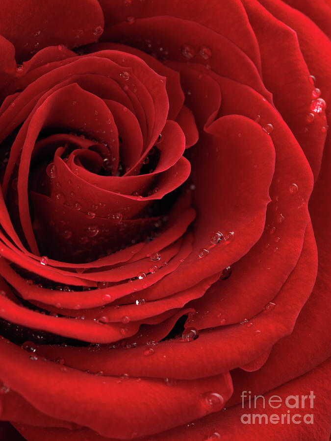 Beautiful Red Rose #7 Photograph by Maxim Images Exquisite Prints