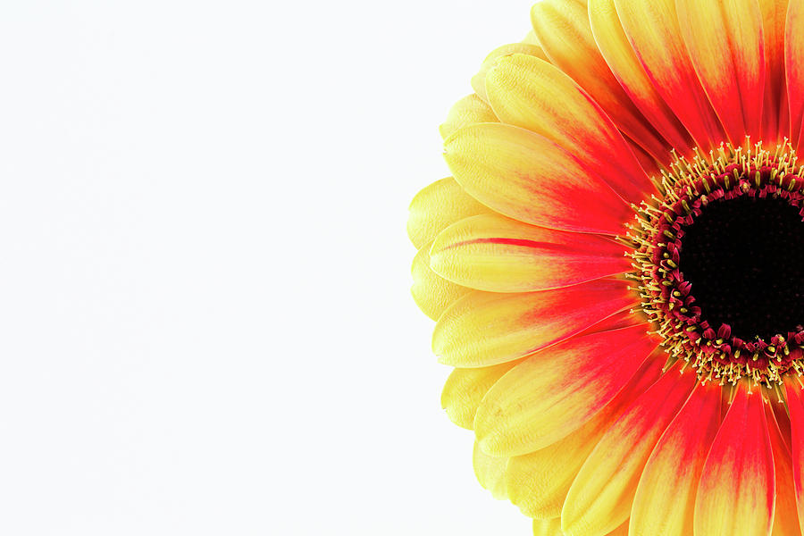 Beautiful Yellow And Red Gerbera Flower Photograph by