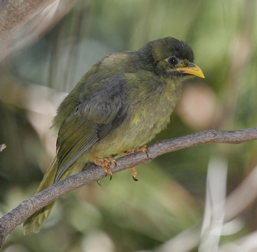 Bellbird Photograph by Masami Iida - Fine Art America