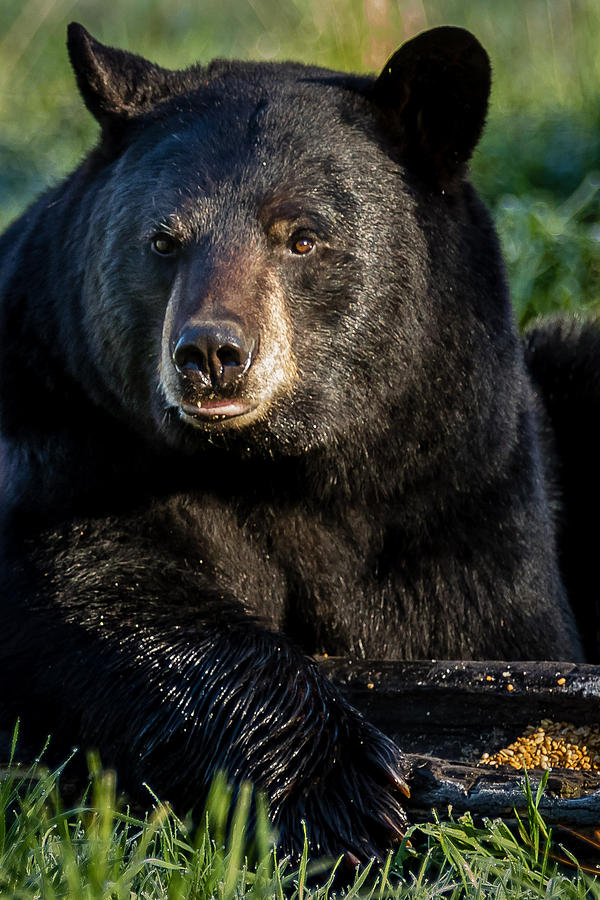 Black Bear    #7 Photograph by Mary Jo Cox