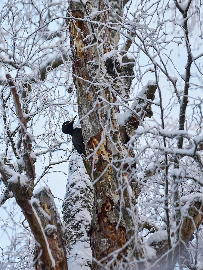 Black woodpecker #7 Photograph by Jouko Lehto