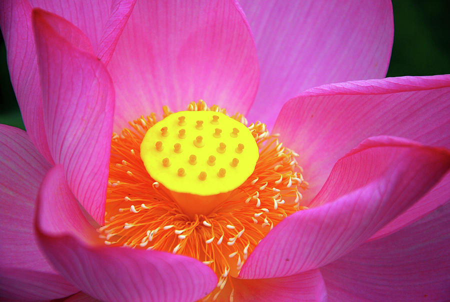 Blossoming lotus flower closeup #7 Photograph by Carl Ning