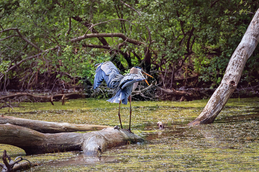 Blue Heron #7 Photograph by Peter Lakomy