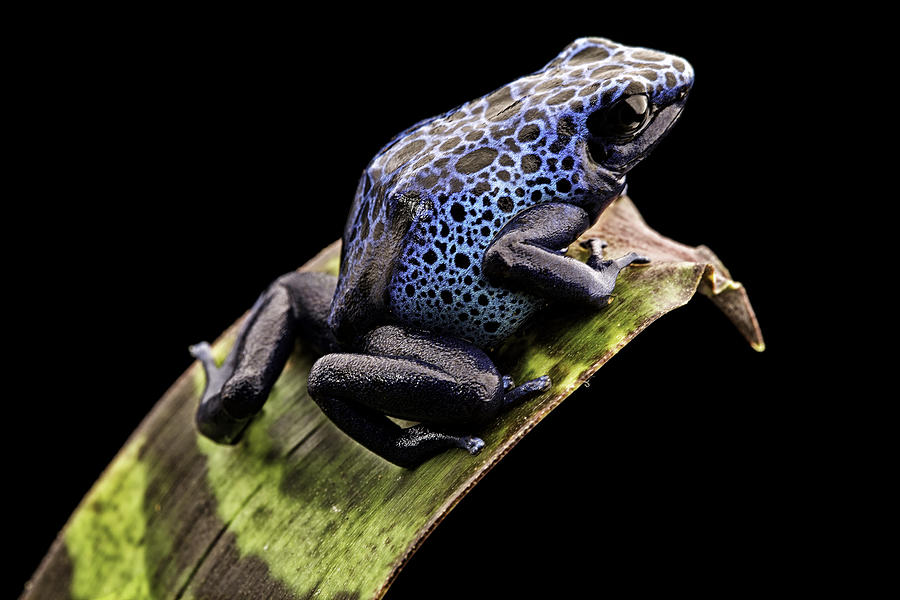 Jungle Photograph - Blue Poison Dart Frog #7 by Dirk Ercken