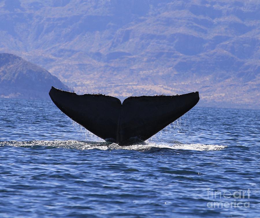 Blue Whale tail #7 Photograph by Karen Vaillancourt - Pixels