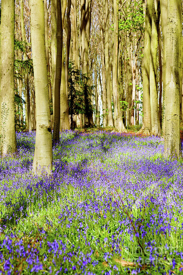 Bluebell Woods #7 Photograph by Colin Rayner