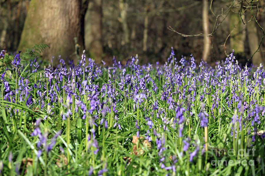 Bluebells at Banstead Wood Surrey UK #7 Photograph by Julia Gavin