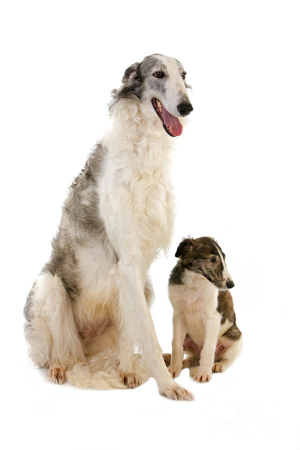 Black And White Photograph - Borzoi Or Russian Wolfhound #7 by Gerard Lacz