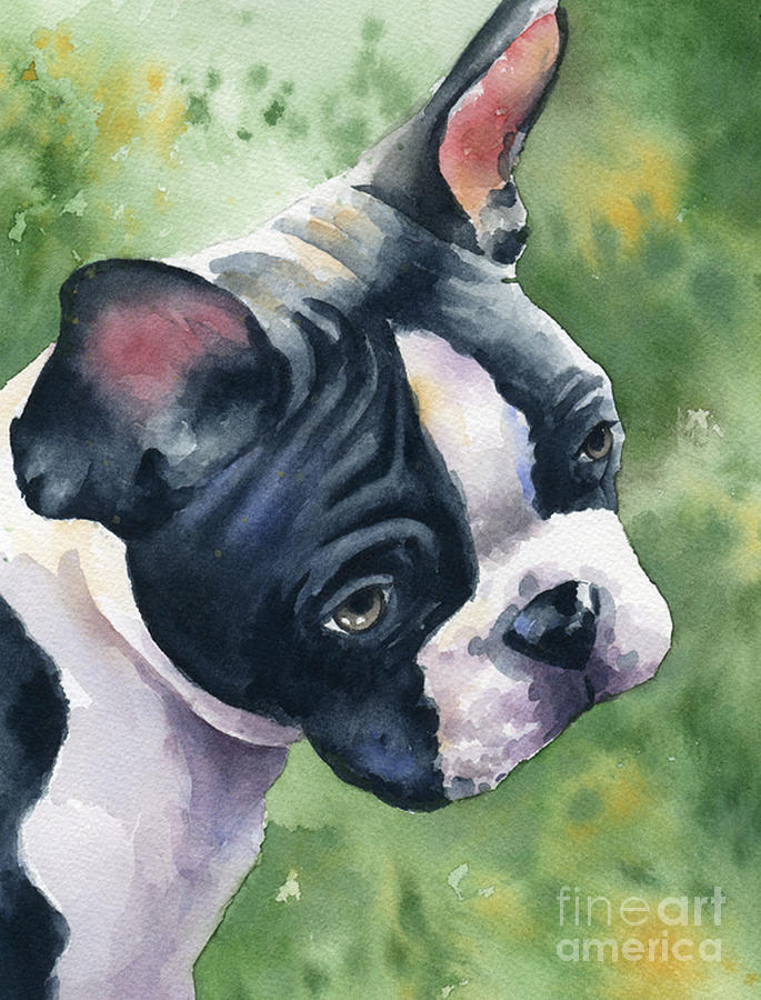 Boston Painting - Boston Terrier #6 by David Rogers