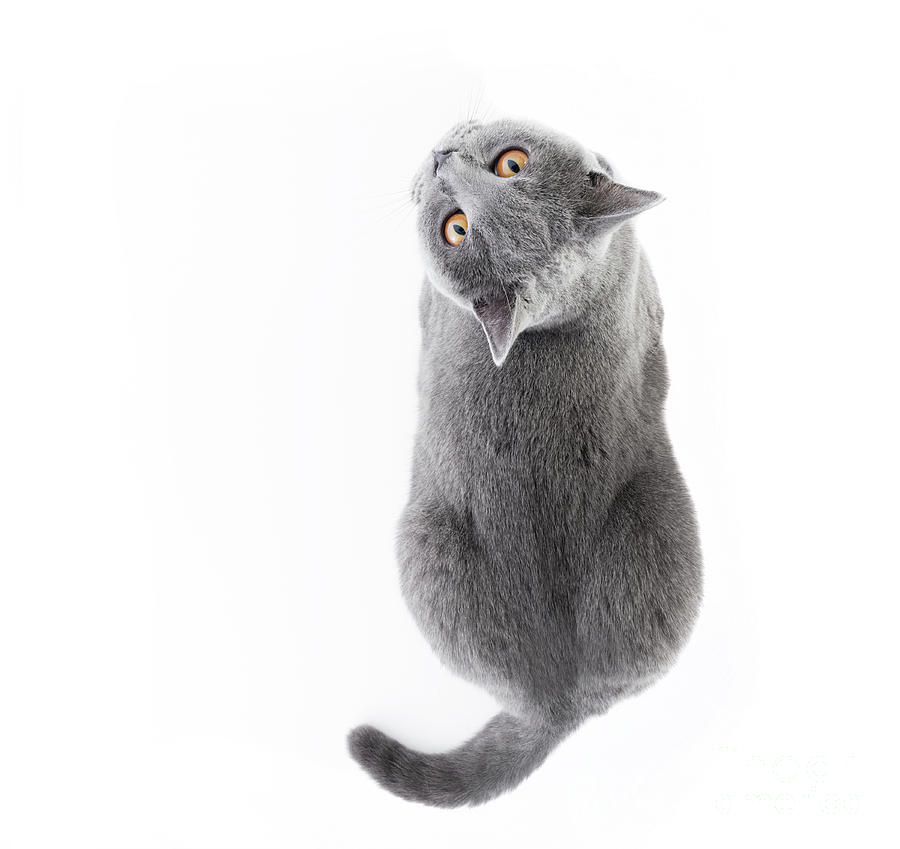 British Shorthair cat isolated on white. Lying #7 Photograph by Michal Bednarek