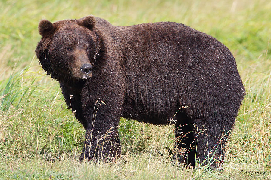 Brown Bear #7 Photograph by Steve Javorsky