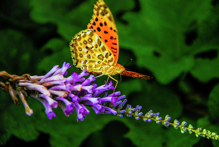 Butterfly and flower closeup #7 Photograph by Carl Ning