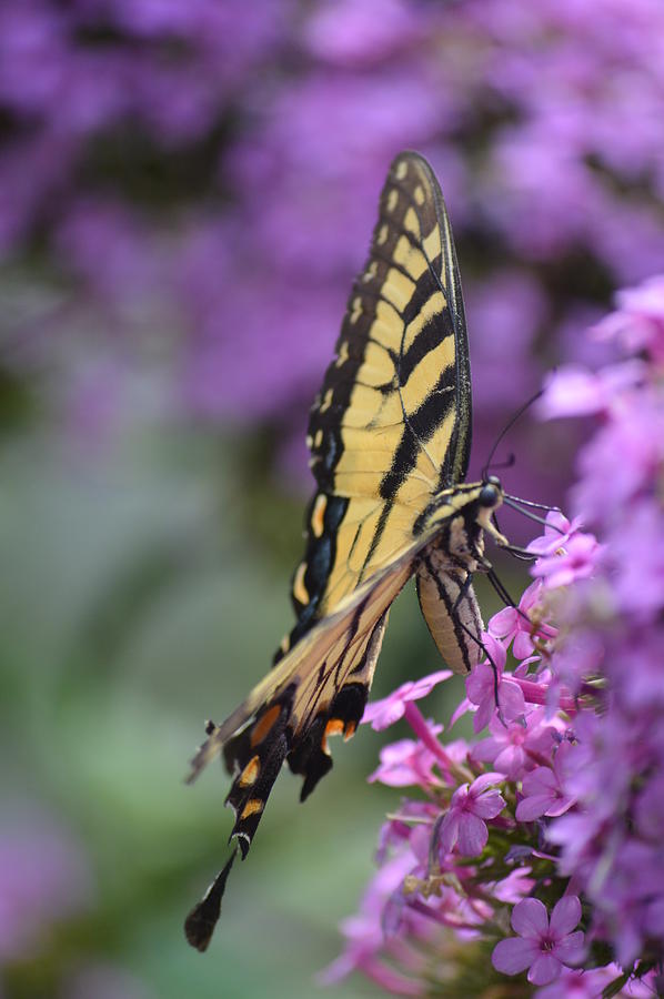 Nature Photograph - Butterfly #1 by Brad Kennedy