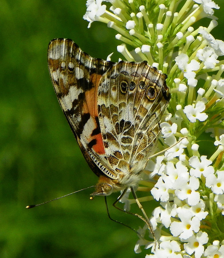 Butterfly #7 Photograph by Gerald Kloss