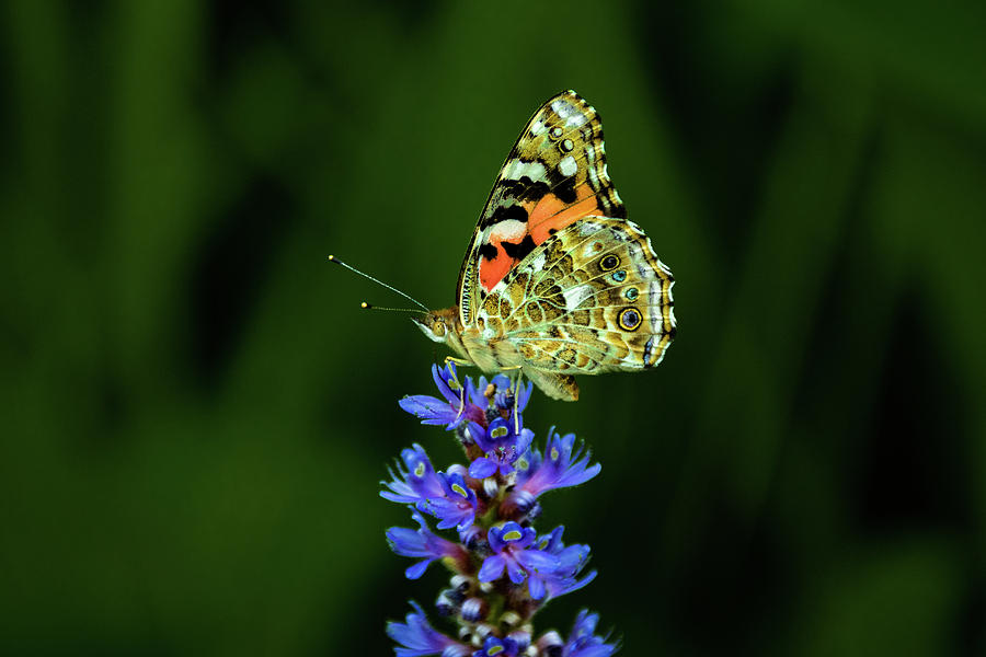 Butterfly #7 Photograph by Jay Stockhaus