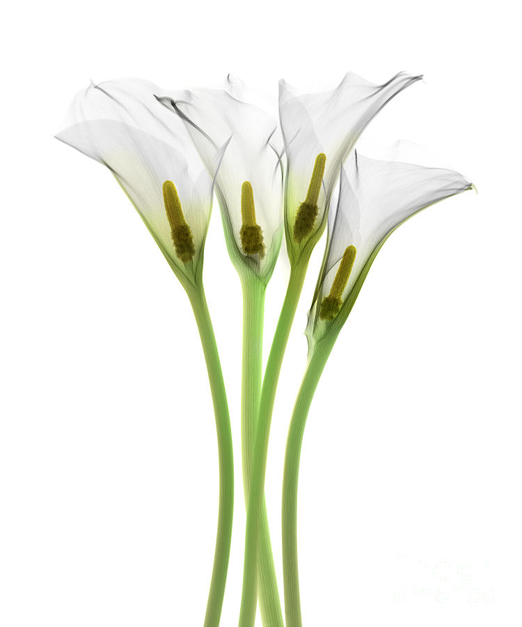 Calla Lily, X-ray #8 Photograph by Ted Kinsman