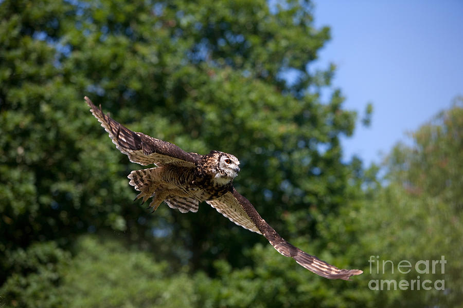 Cape Eagle Owl Bubo Capensis #7 Photograph by Gerard Lacz