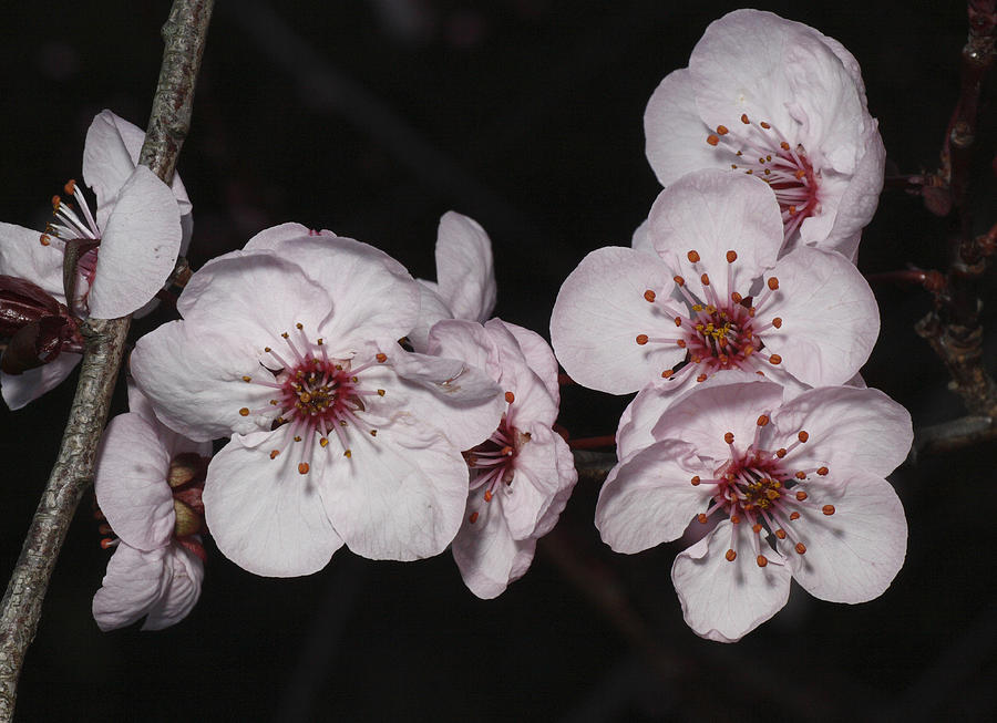 Cherry Blossom #7 Photograph by Masami Iida