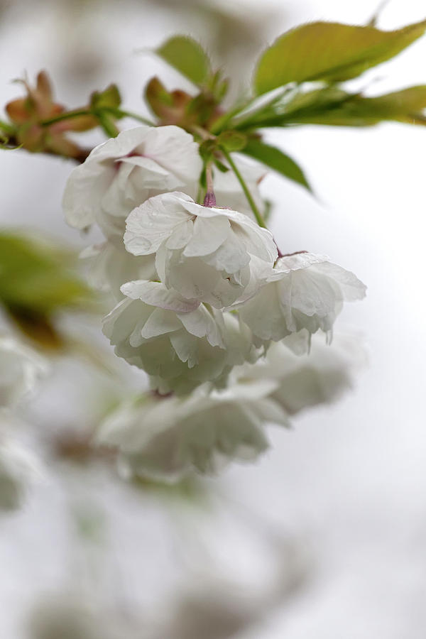Cherry Blossoms and Raindrops #7 Photograph by Robert Ullmann