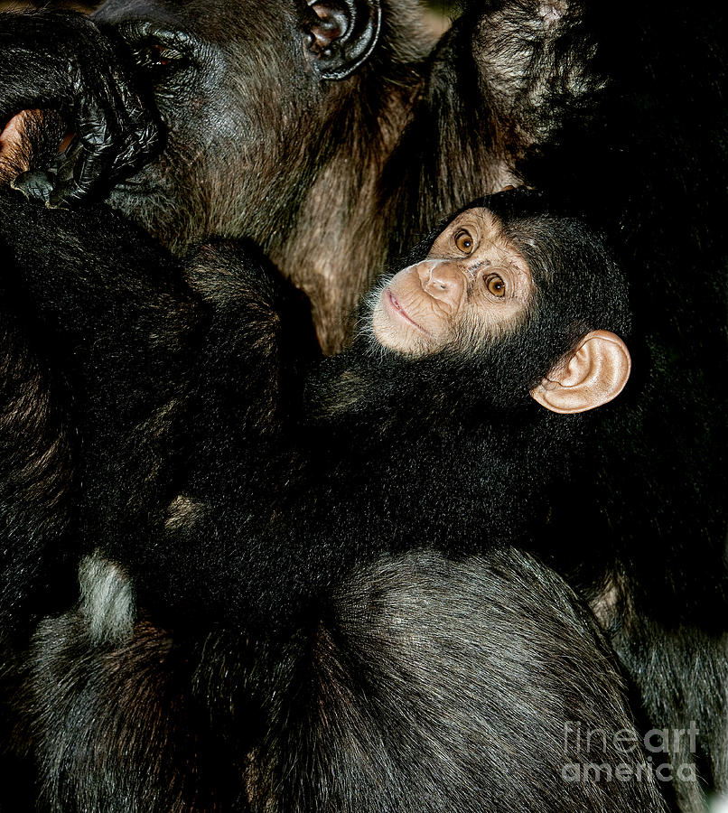 Animal Photograph - Chimpanzee Pan Troglodytes #7 by Gerard Lacz