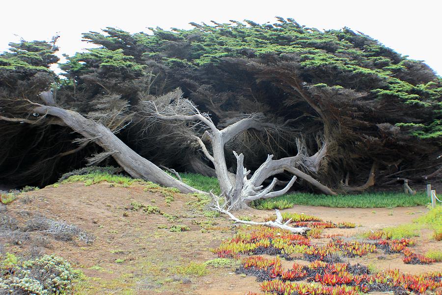 Coastal Trees #7 Photograph by Douglas Miller