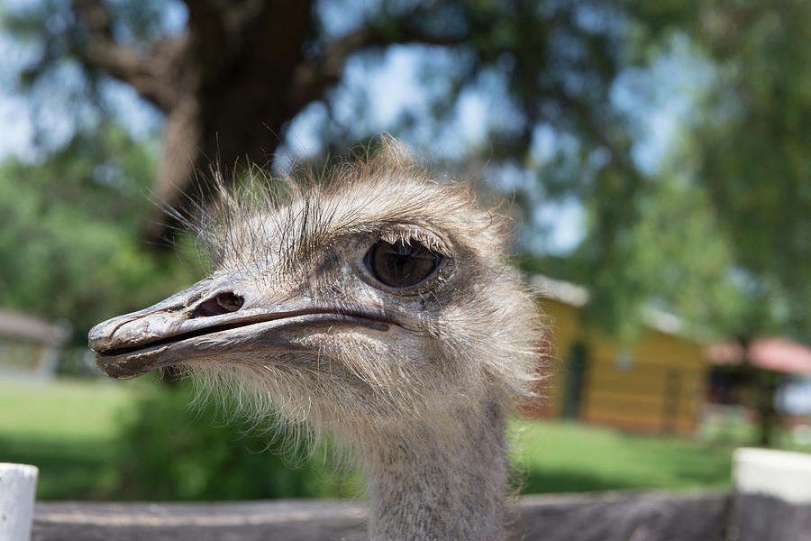 Colombia Villa de Leyva The Ostrich Farm Digital Art by Carol Ailles ...