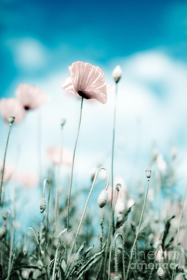 Poppy Photograph - Corn Poppy Flowers #7 by Nailia Schwarz