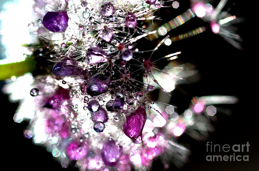 Crystal Flower #6 Photograph by Sylvie Leandre