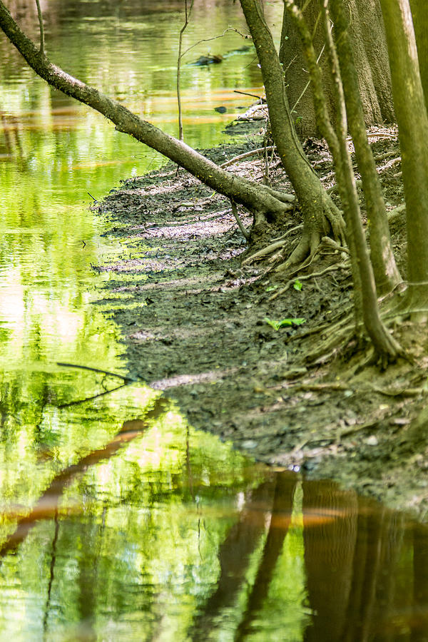 cypress forest and swamp of Congaree National Park in South Caro #7 Photograph by Alex Grichenko