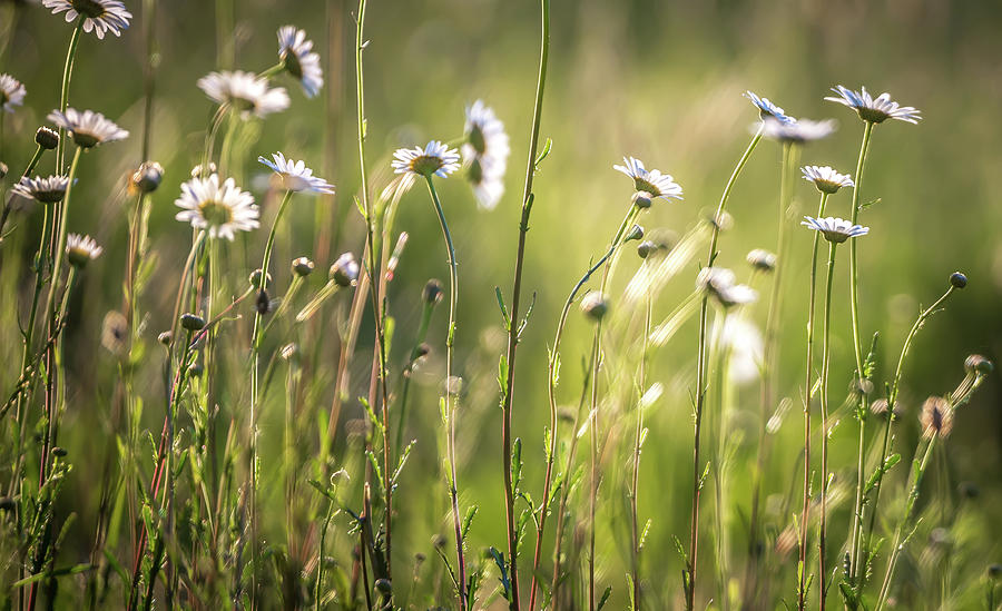 Daisy Flower Bloom On A Meadow In Summer #7 Photograph by Alex Grichenko