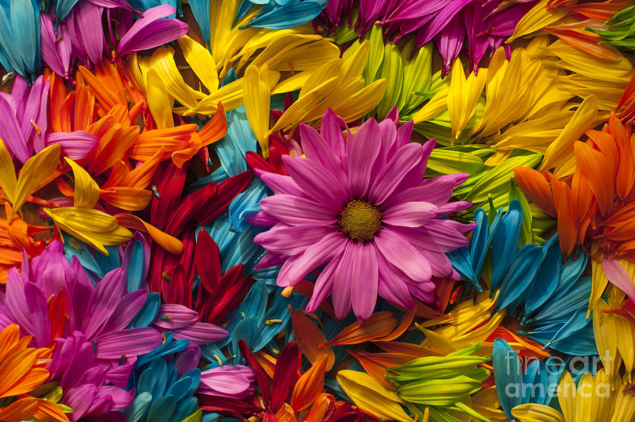 Daisy Petals Abstracts #7 Photograph by Jim Corwin