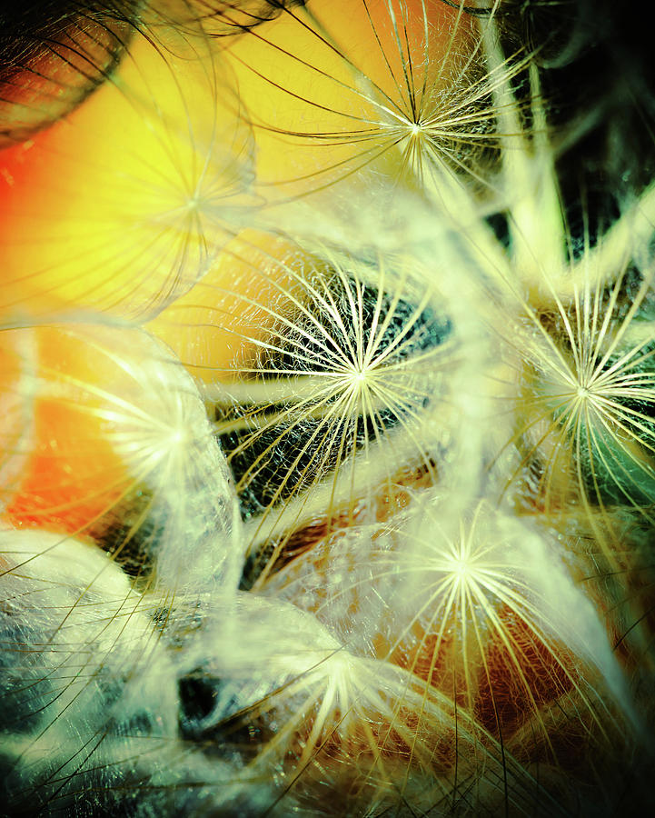 Abstract Photograph - Dandelions #7 by Iris Greenwell
