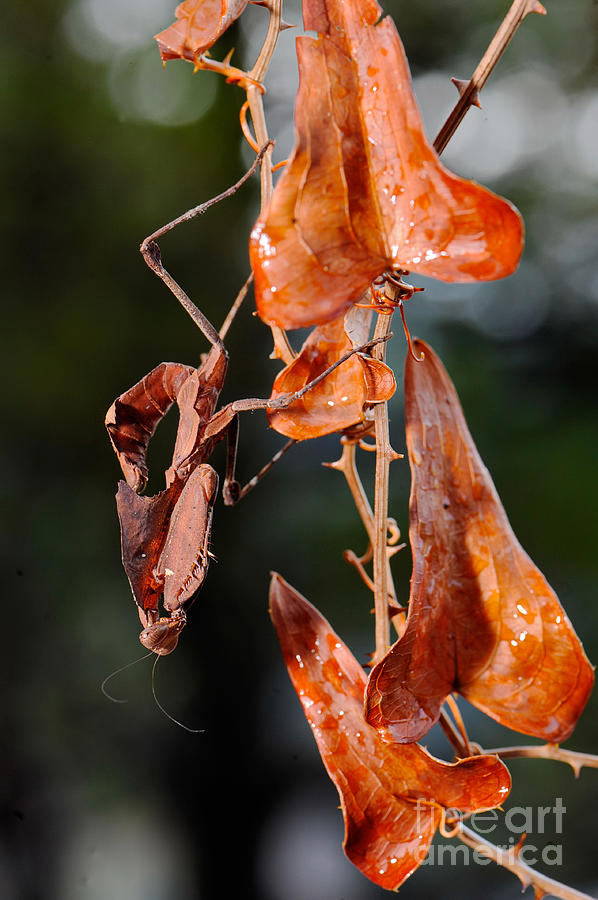 Dead Leaf Mantis Photograph By Francesco Tomasinelli 9831