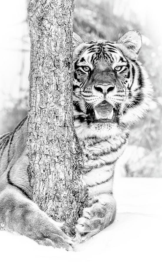 7 Degree Tiger Photograph by Wes and Dotty Weber