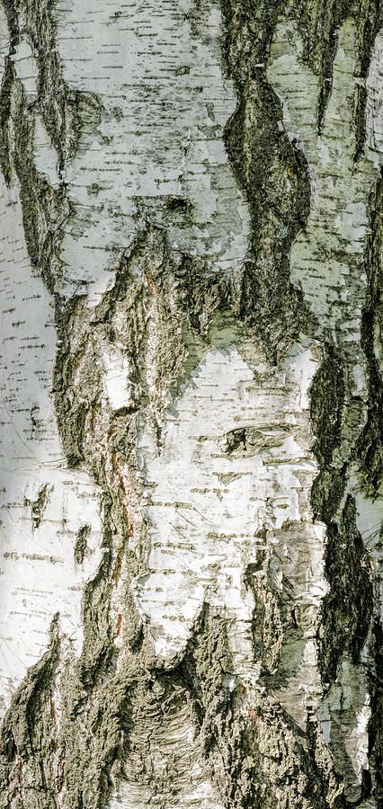 Detail of Brich Bark Texture Photograph by Alain De Maximy - Fine Art ...