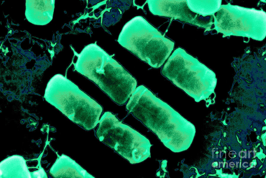 Dividing Bacteria #7 Photograph by Scimat