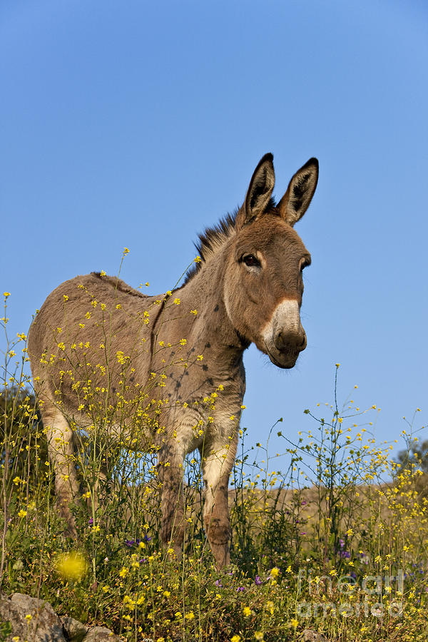 Donkey Photograph - Donkey In Greek Meadow #7 by Jean-Louis Klein & Marie-Luce Hubert