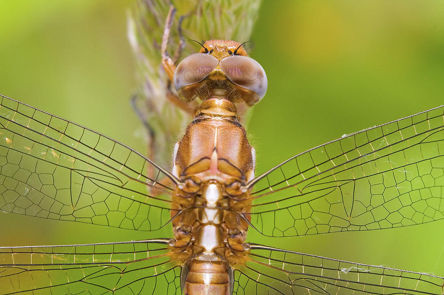 Dragonfly #7 Photograph by Andre Goncalves
