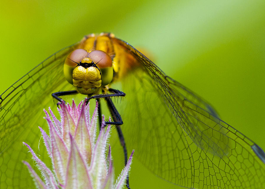 Dragonfly #7 Photograph by Chris Smith