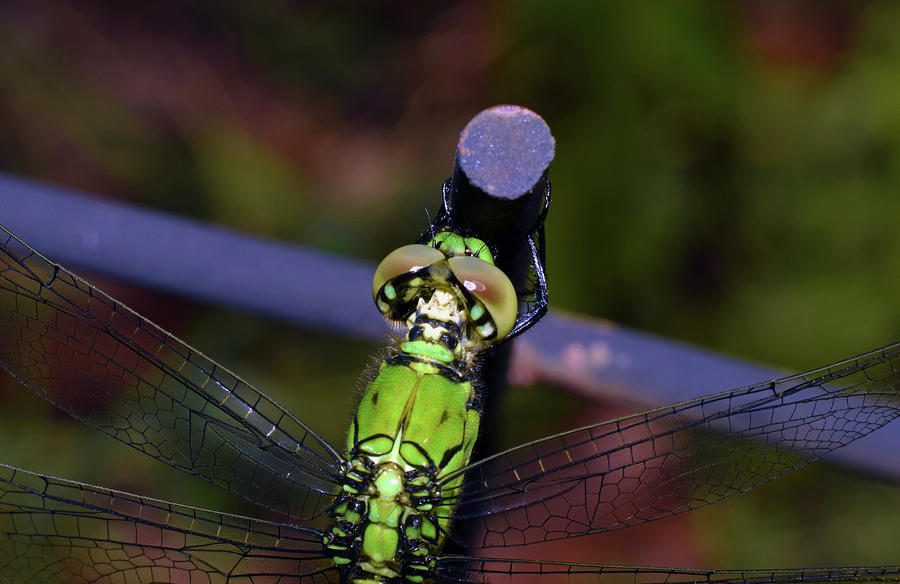Dragonfly #7 Photograph by Larah McElroy