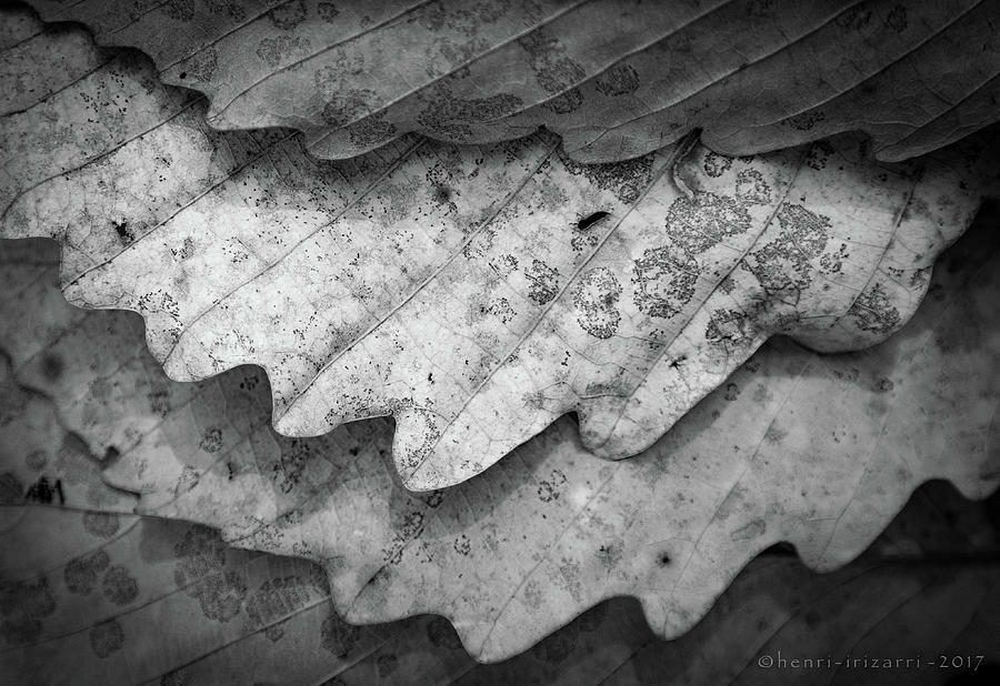 Dried Leaves #7 Photograph by Henri Irizarri