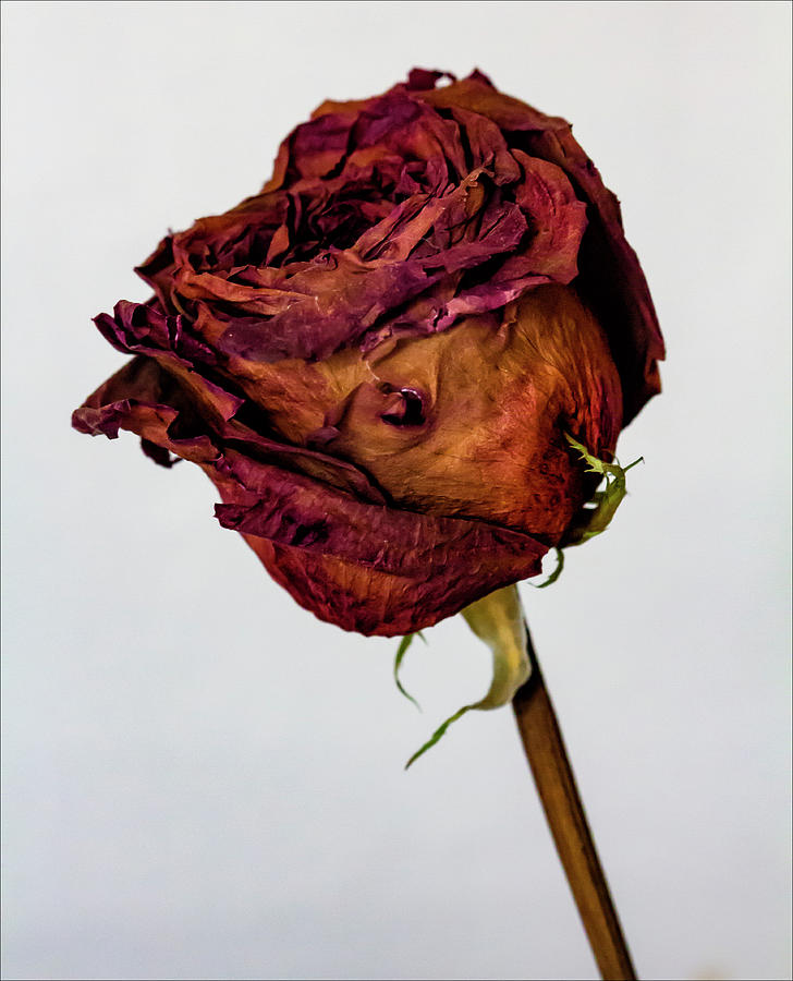 Dried Rose #7 Photograph by Robert Ullmann