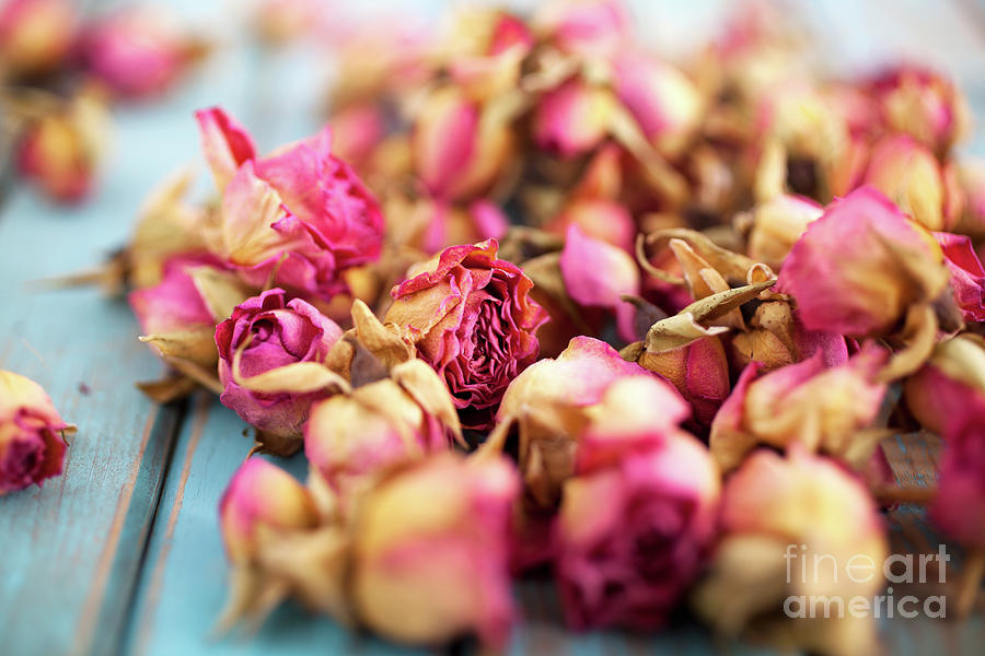 Dried roses #7 Photograph by Kati Finell
