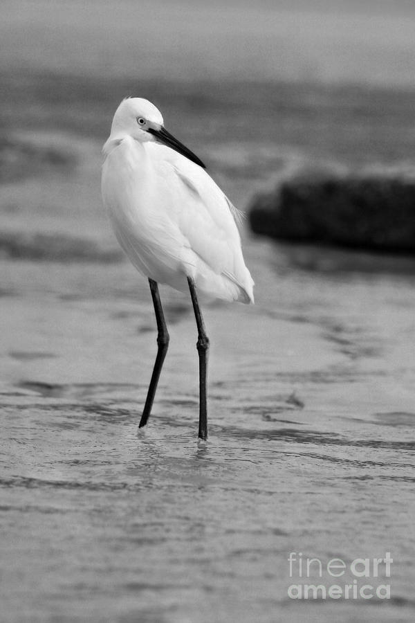 Egret in Black and White #7 Photograph by Angela Rath