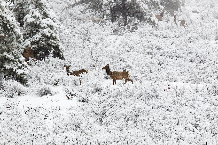 Elk in Deep Snow in the Pike National Forest #7 Photograph by Steven Krull