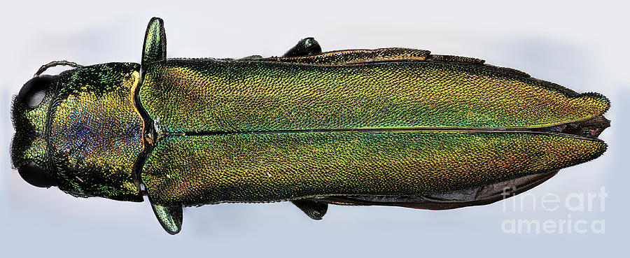 Emerald Ash Borer #7 Photograph by Macroscopic Solutions