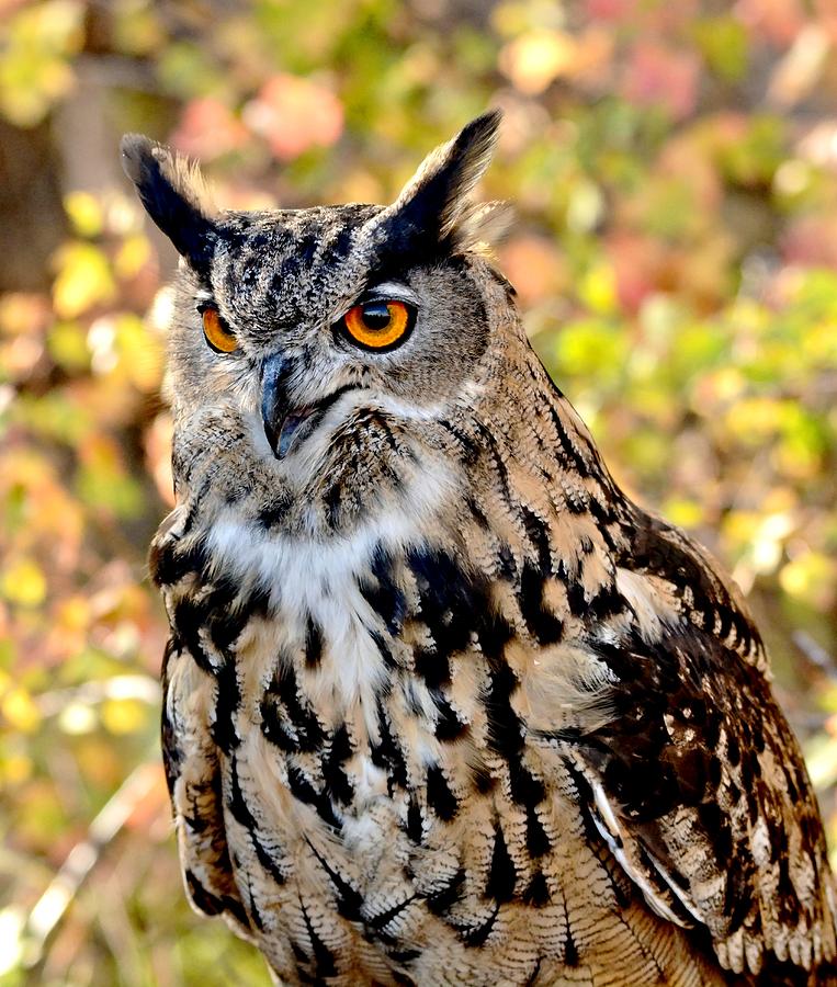 Eurasian Eagle Owl Photograph